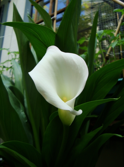 The Calla Lily finally decided to set her flowers! 