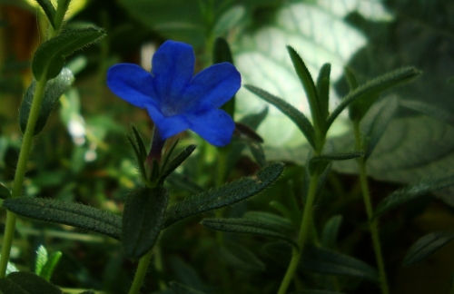 Lithodora diffusa 'Heavenly Blue'